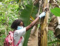 Eliminan cien kilos de caracol africano en Puerto Merizalde
