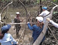 La CVC, comunidades locales y otras organizaciones, buscan conservar el manglar y la piangúa