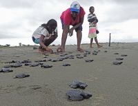 En Puerto España, ayudan a 98 crías de tortuga a llegar al mar