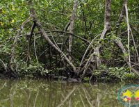 CVC Y Unipacífico monitorearán estado del ecosistema manglar