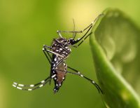 Recomendaciones durante temporada seca para evitar proliferación del mosquito que causa enfermedades como dengue, zika o chikunguña