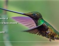 Bogotá Vive Natural, crónicas visuales de la fauna silvestre
