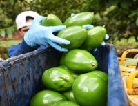 El Chocó se suma a los departamentos que exportan aguacate hass a Europa