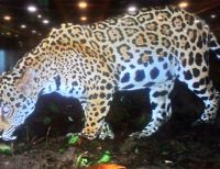 En zona rural de Buenaventura se han avistado 2 jaguares