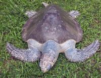 Biólogos de la Dimar apoyaron rescate de tortuga Golfina en Tumaco
