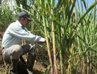 Gobernadora defiende la economía legal que genera el cultivo de la caña de azúcar en el Valle